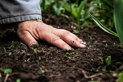 Fertilizing