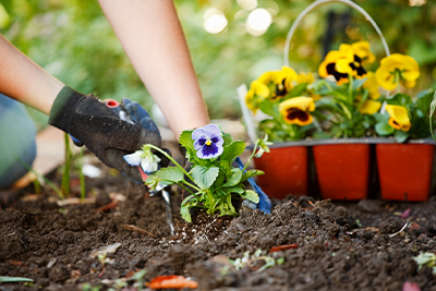 Gardening/Planting